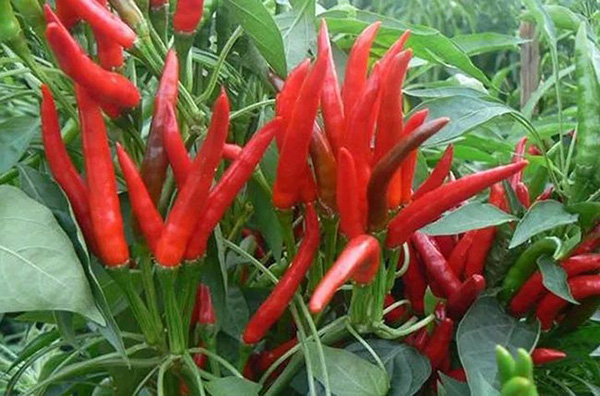 ��������������Ʒ�ƣ���������צ�����ɹ����������־�̱꣡�����̱����뱻���غ󻹿���������