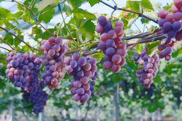 “浦江葡萄”“浦江竹叶熏腿”成功注册国家地理标志证明商标!厦门商标申请号查询 “浦江葡萄”“浦江竹叶熏腿”成功注册国家地理标志证明商标!厦门商标申请号查询