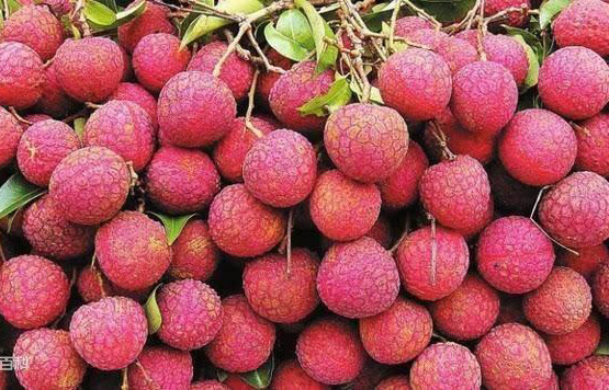 桂平“麻垌荔枝”获得国家地理标志证明商标认证,助力农乡经济发展!厦门商标转让网 桂平“麻垌荔枝”获得国家地理标志证明商标认证,助力农乡经济发展!厦门商标转让网